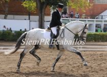 W INDIO JT II, DE HACIENDA DON RICARDO, PLATA EN SEMENTALES ADULTOS. MONTA IGNACIO BRAVO